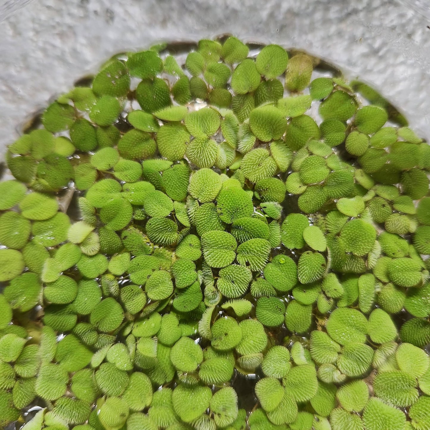 Salvinia minima