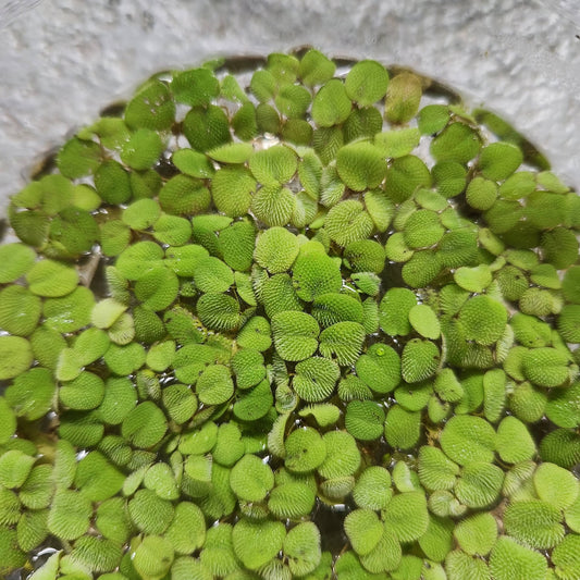 Salvinia minima