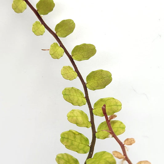 Marcgravia sp. 'Small Round'