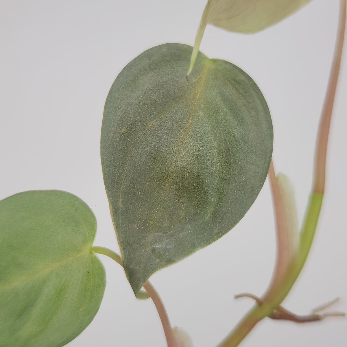 Philodendron sp. 'mini silver'