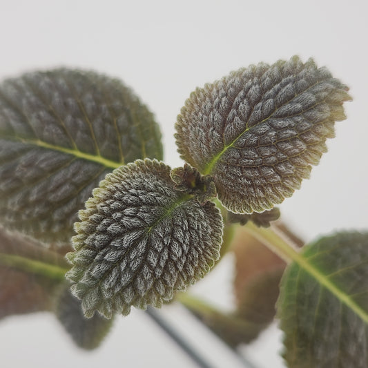 Nomopyle dodsonii