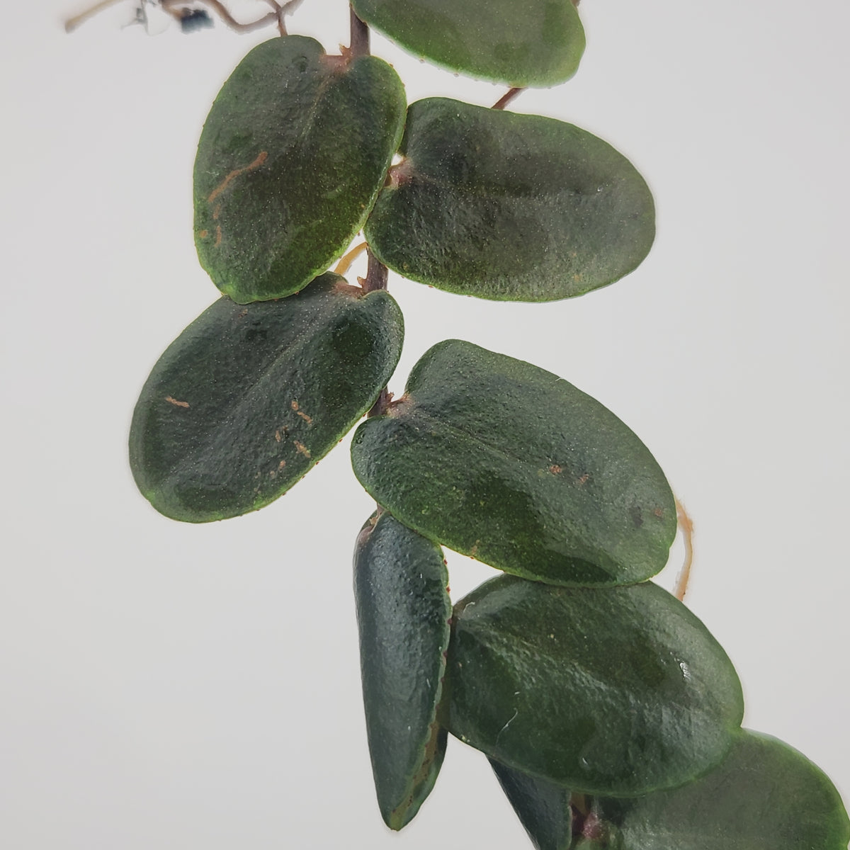 Marcgravia sp. 'metallica'