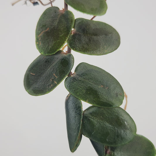 Marcgravia sp. 'metallica'