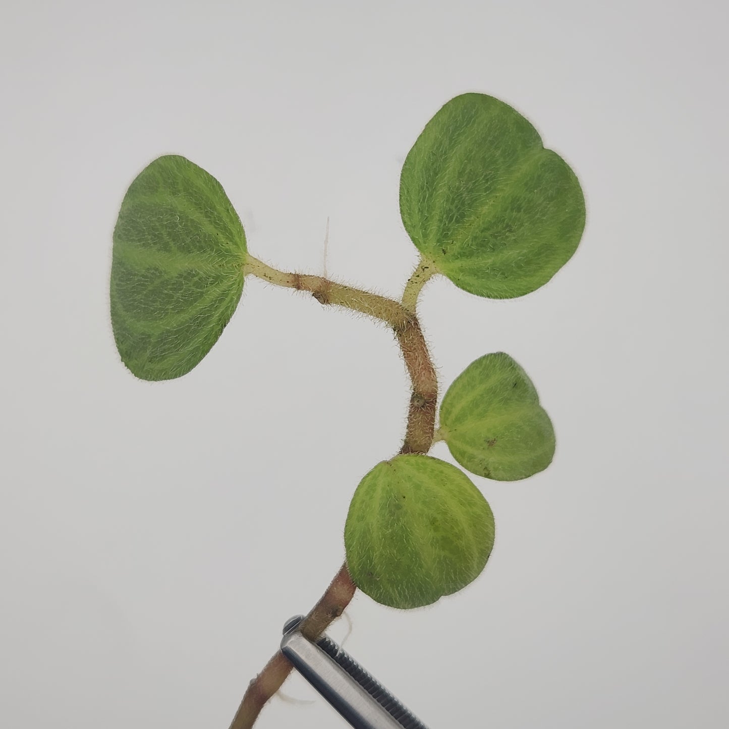 Peperomia sp. 'tingomaria'
