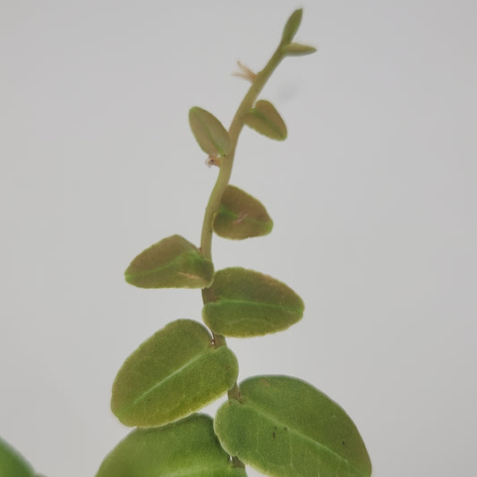 Marcgravia umbellata
