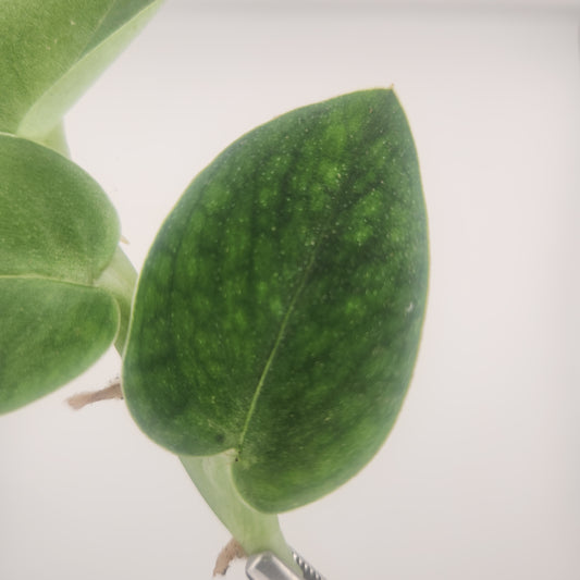 Monstera sp "Black Velvet"