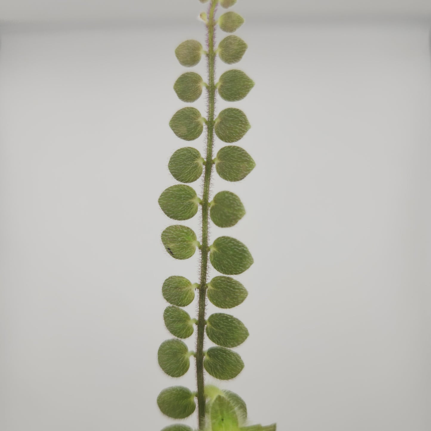 Columnea microphylla