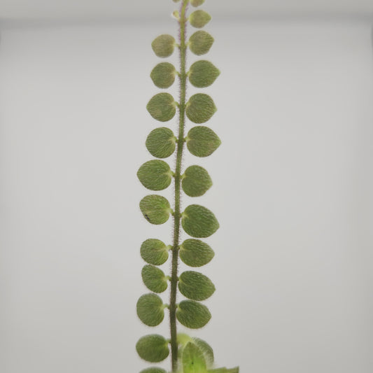 Columnea microphylla