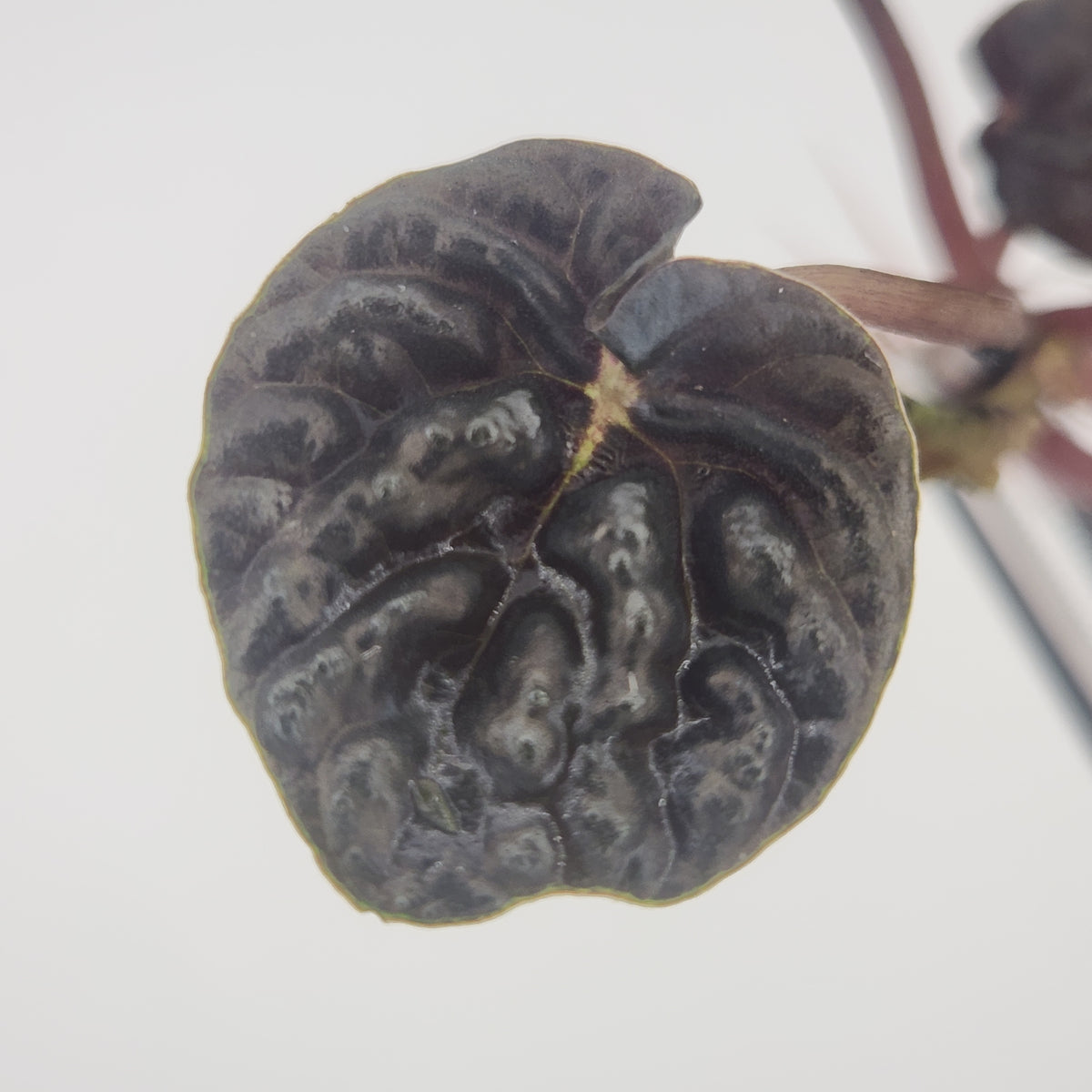 Peperomia sp. 'dark lord'