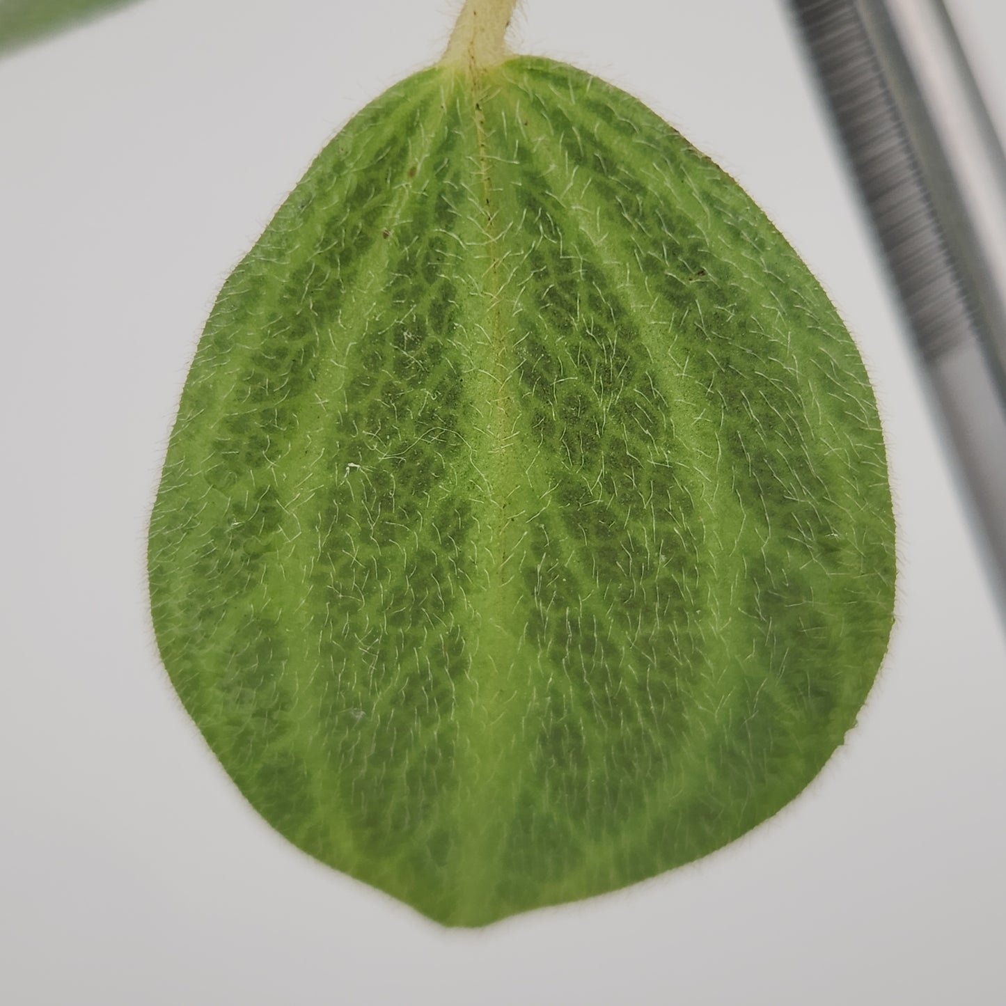 Peperomia sp. 'tingomaria'