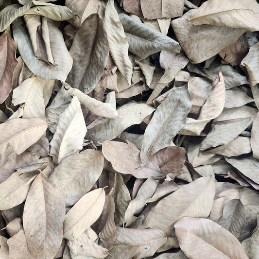 Peruvian Cows Ears Leaf Litter