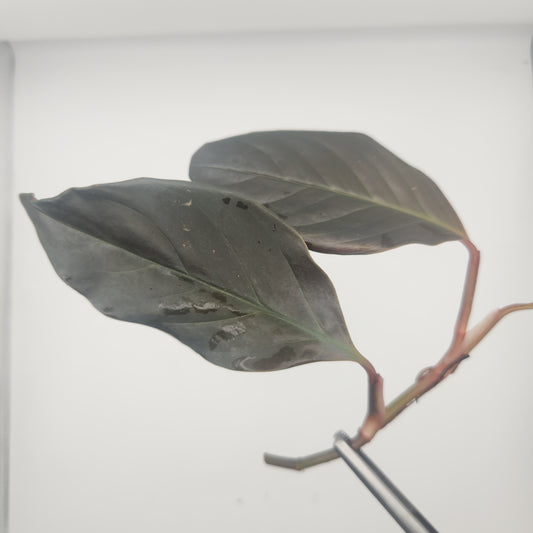 Rhodospatha sp. 'red'