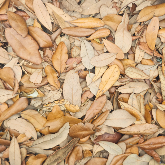Live Oak Leaf Litter