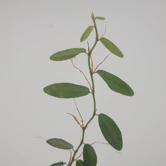 Borneo vine NoID