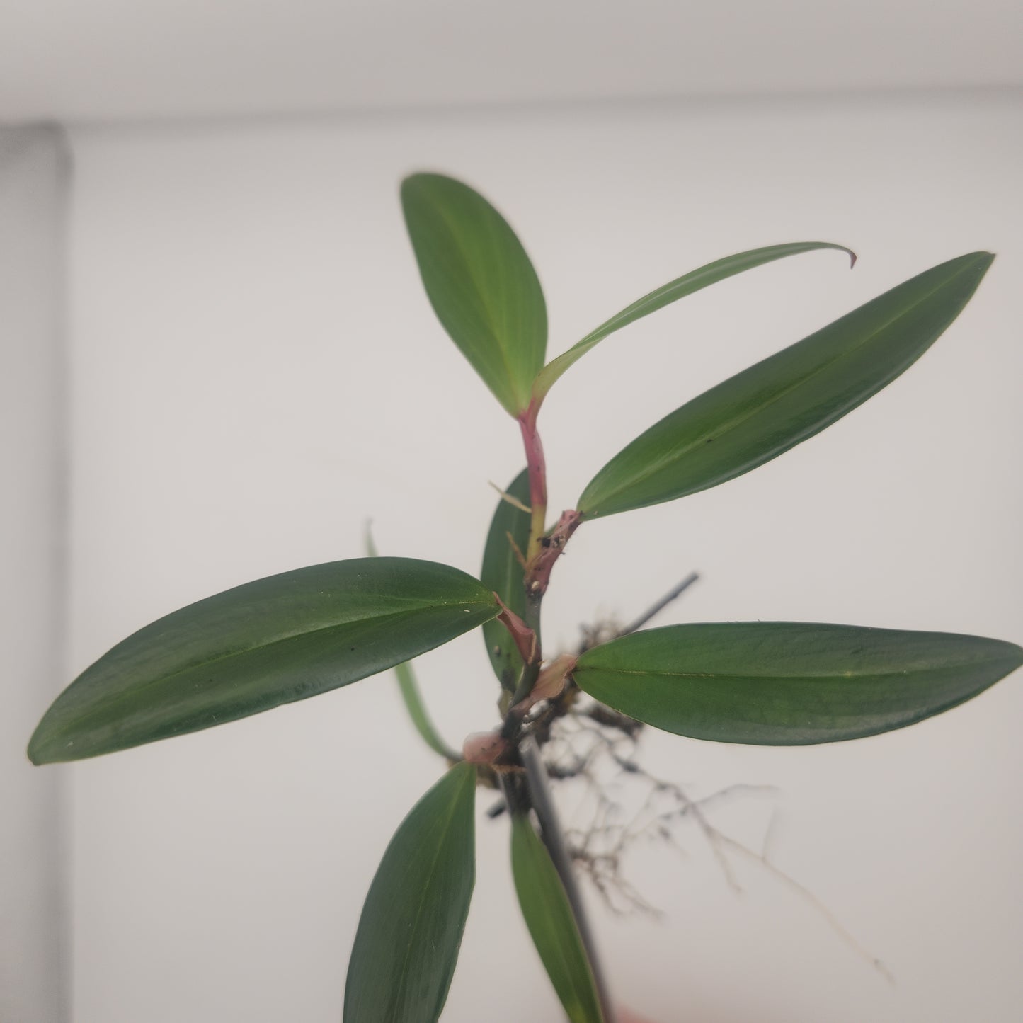 Philodendron pierrelianum "Darkside"