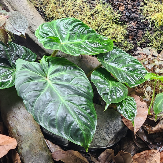 Philodendron Verrucosum