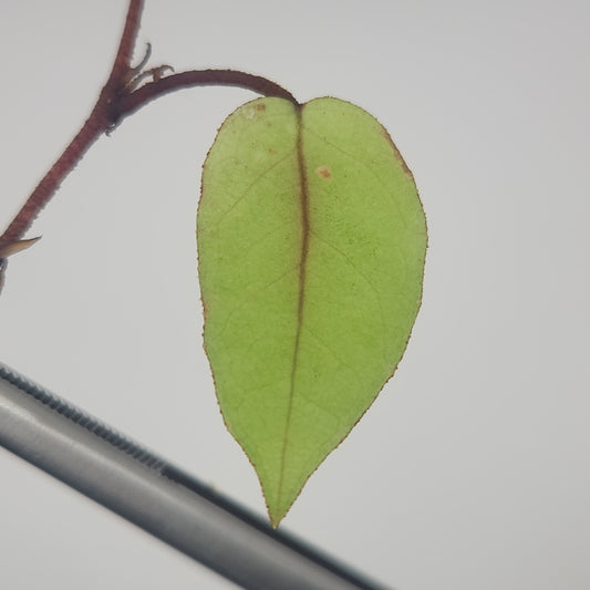 Begonia elaeagnifolia