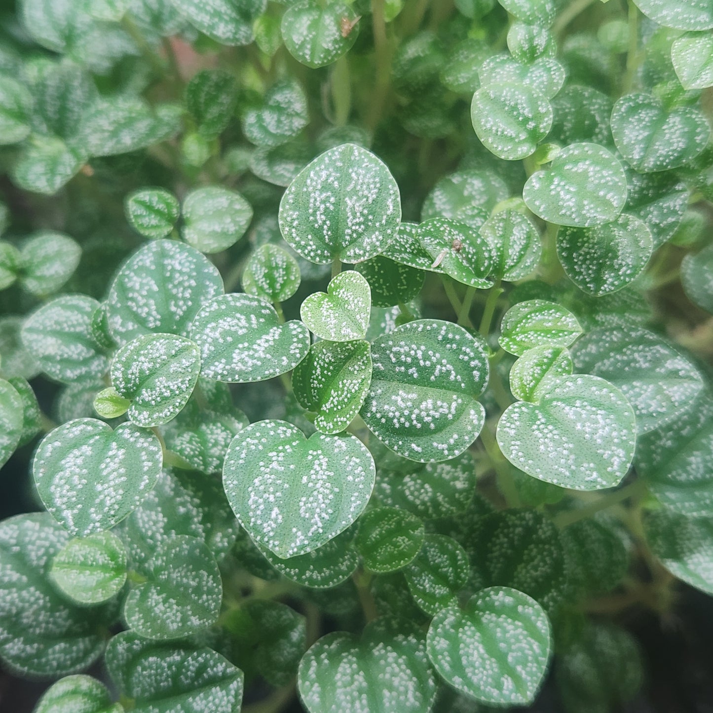 Peperomia antoniana 'Green'