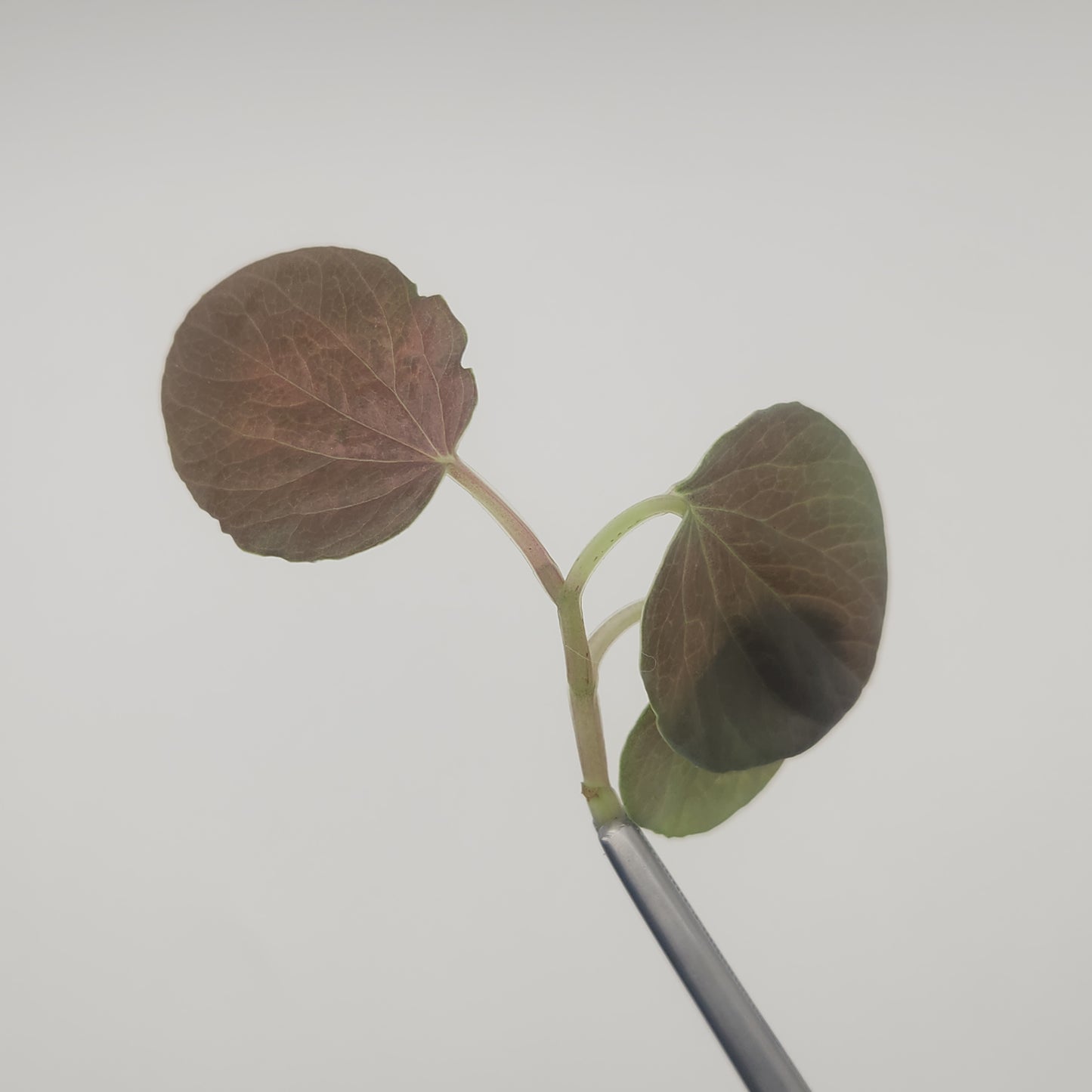 Peperomia rugosa