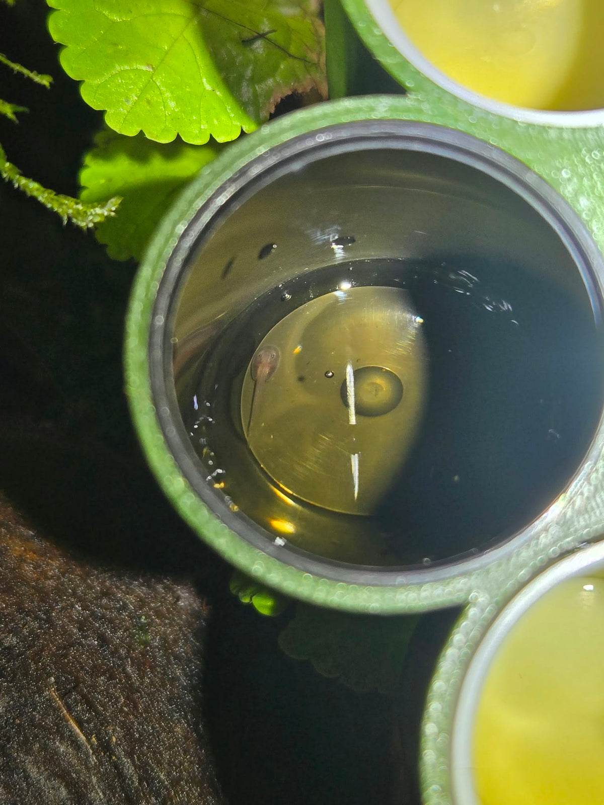 Tadpole Rearing Revolver