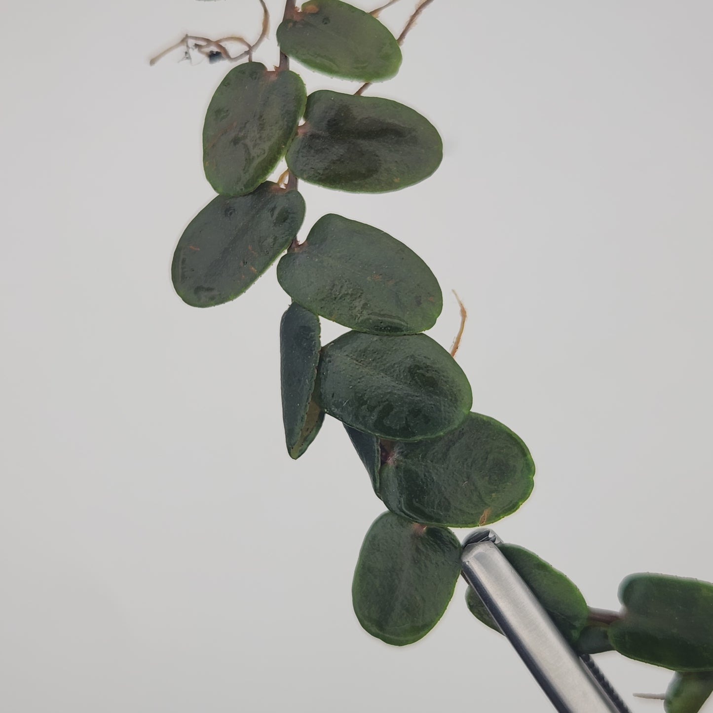 Marcgravia sp. 'metallica'