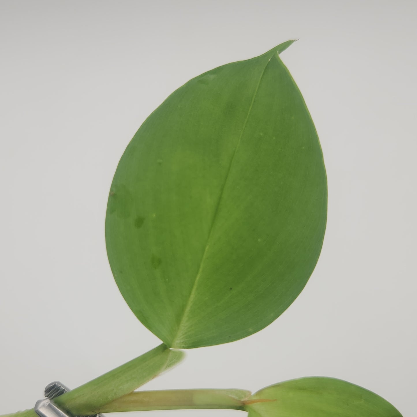 Philodendron sp. (pteromischum)