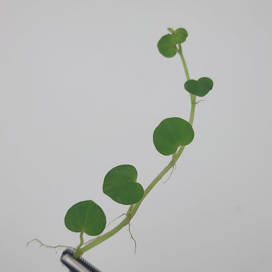 Peperomia serpens