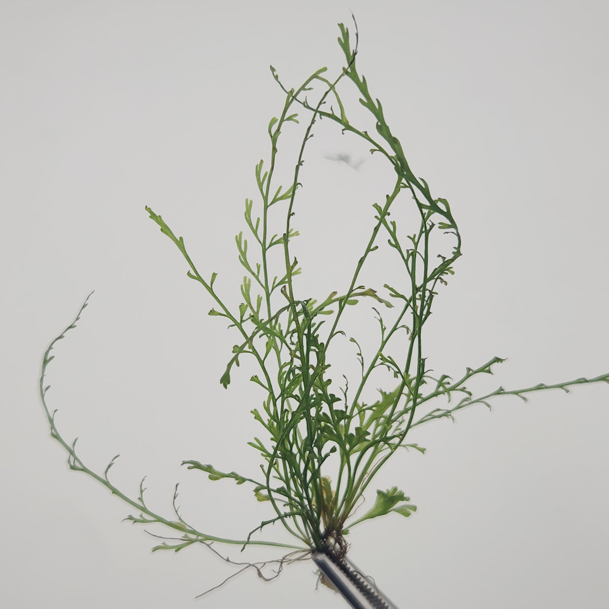 Asplenium fragrans 'chazuta'