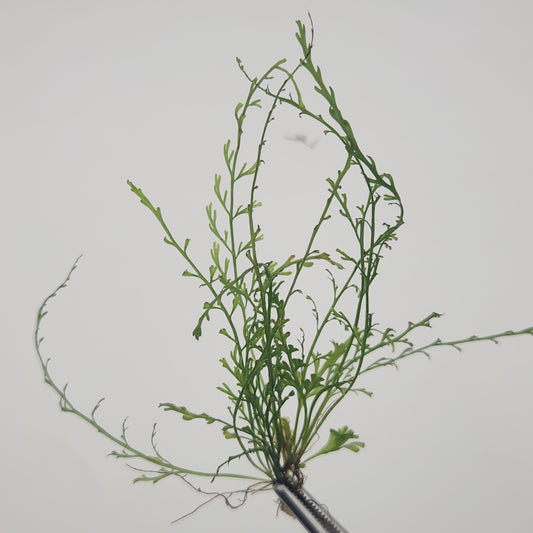 Asplenium fragrans 'chazuta'