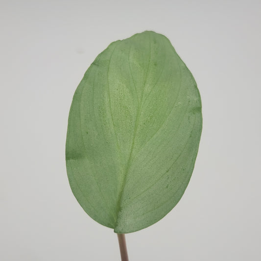 Homalomena sp. 'silver'