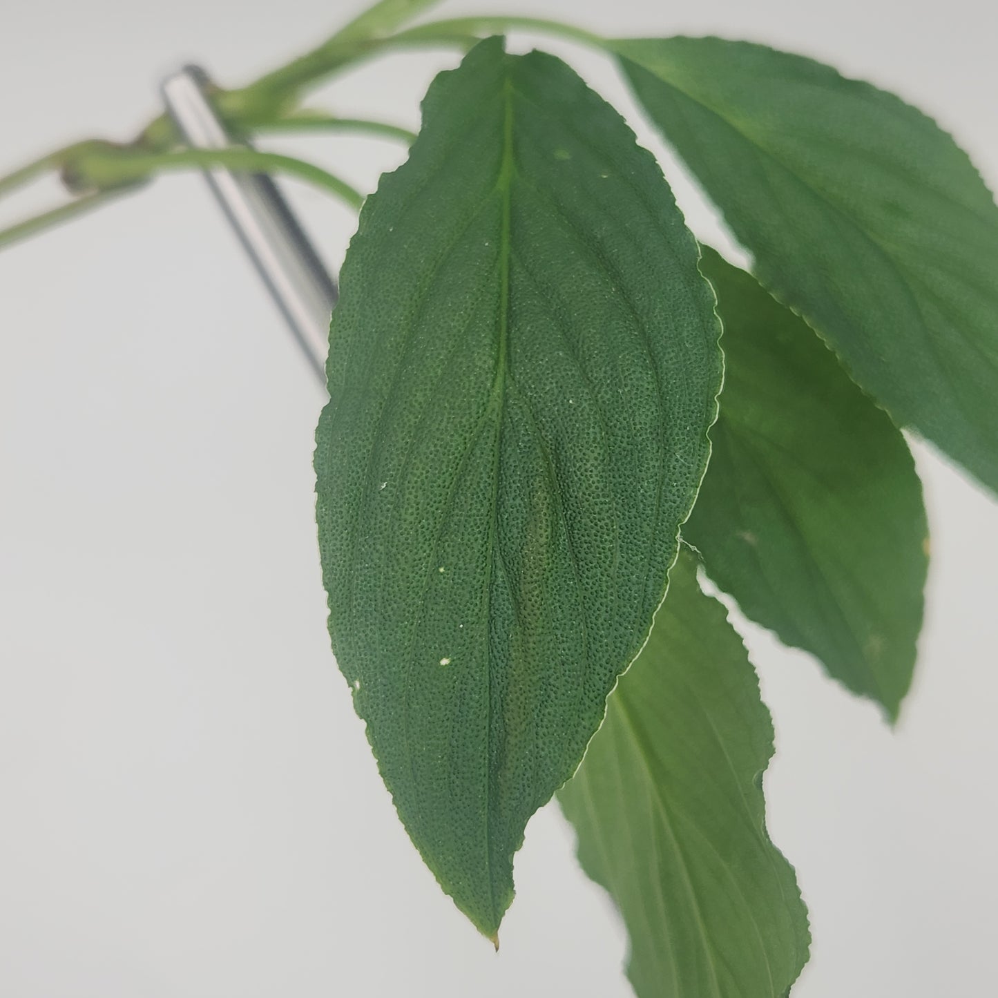 Homalomena asperifolia