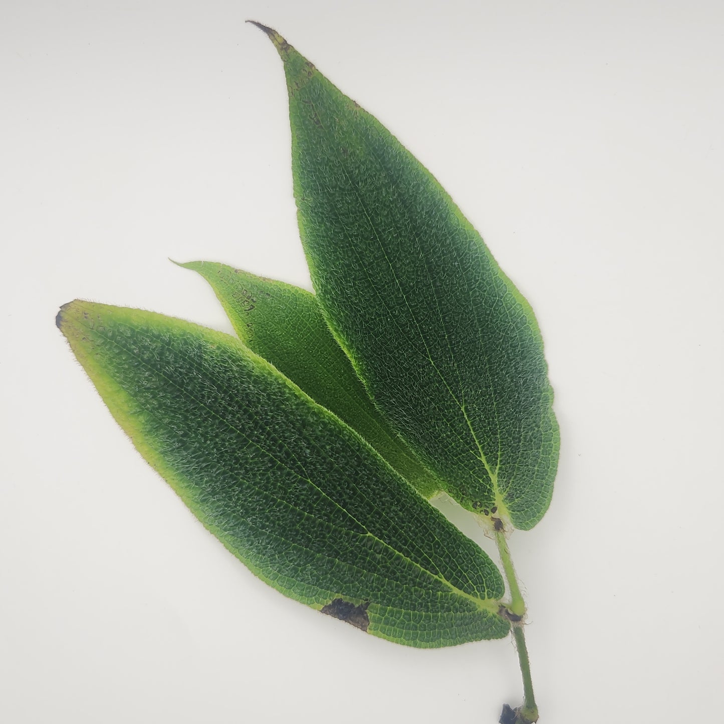 Piper marsupiiferum