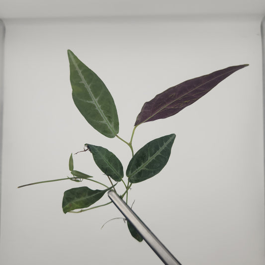 Bignonia argyro violacea