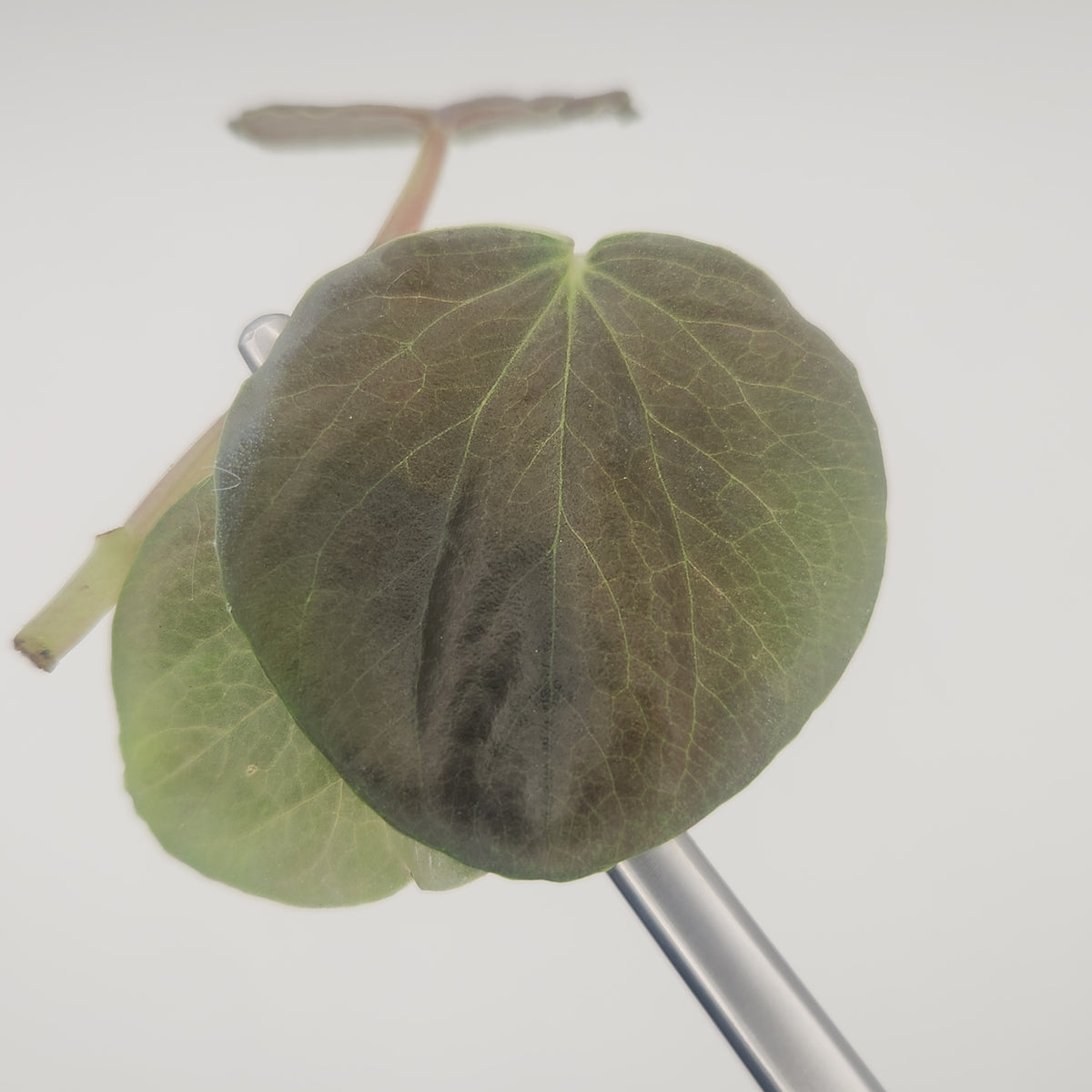 Peperomia rugosa