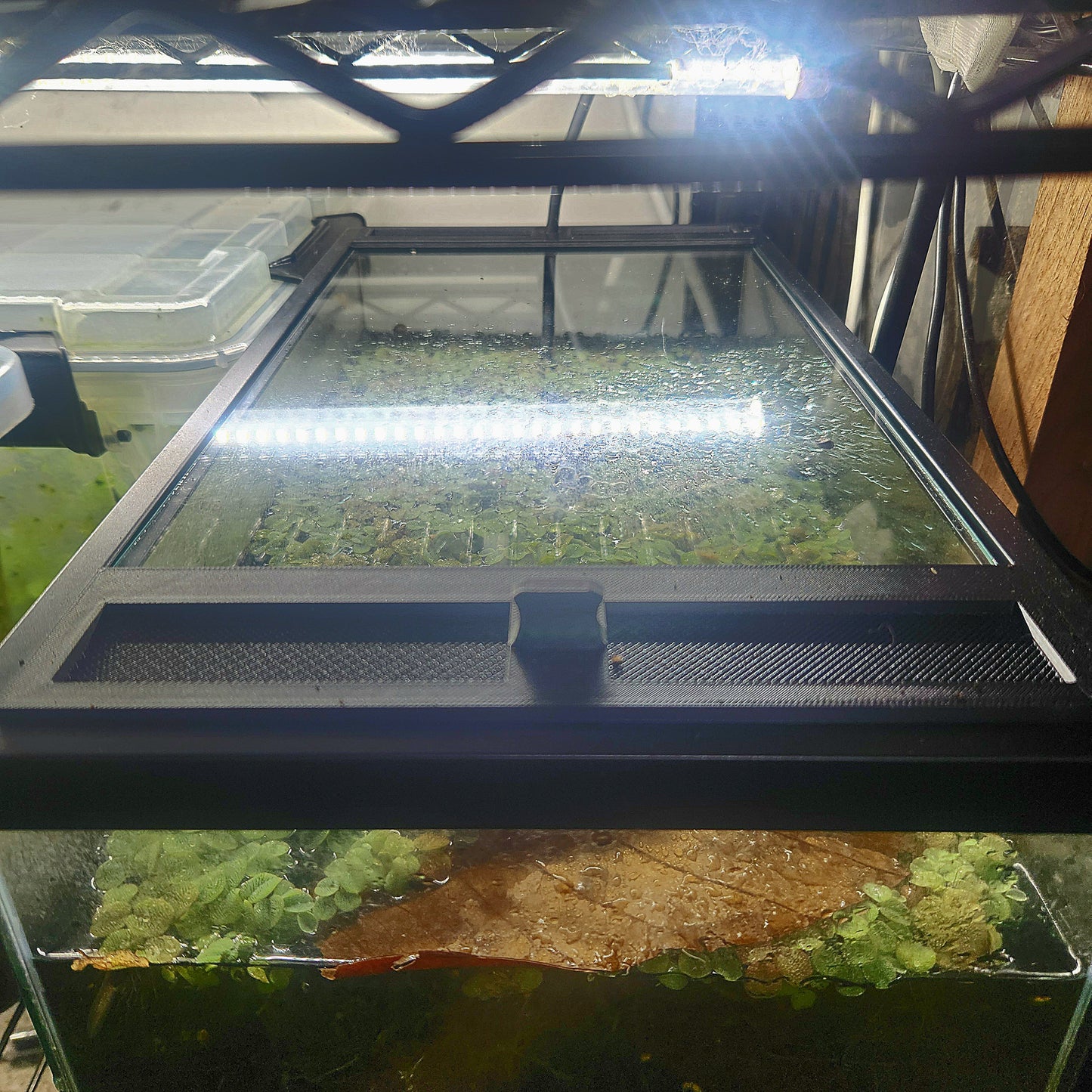 5.5 Gallon Tadpole Top