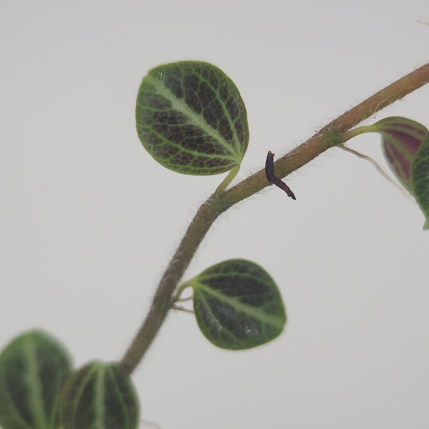 Peperomia trinervis