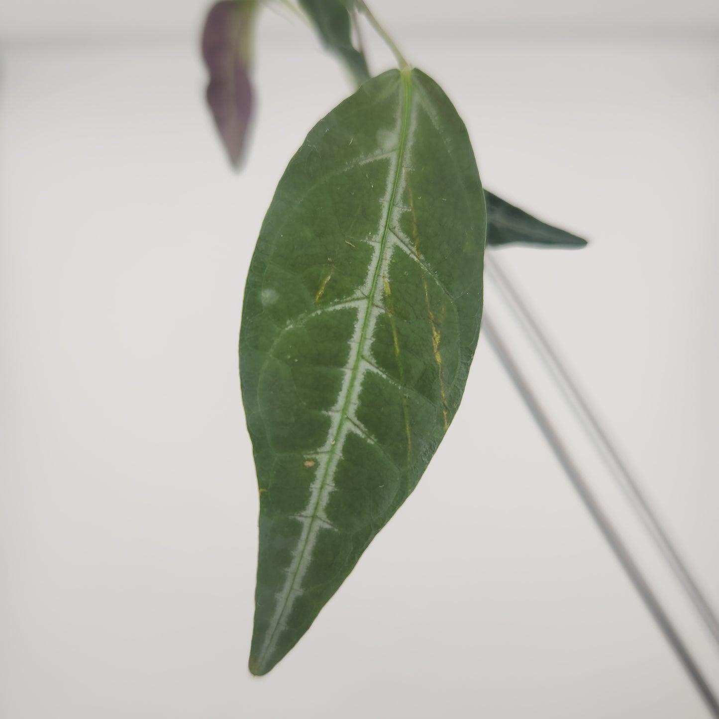 Bignonia argyro violacea