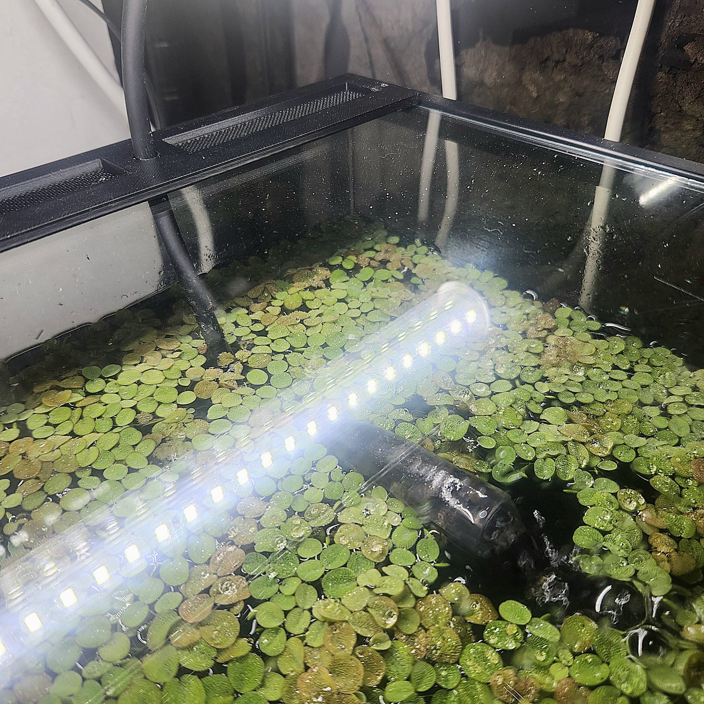 5.5 Gallon Tadpole Top