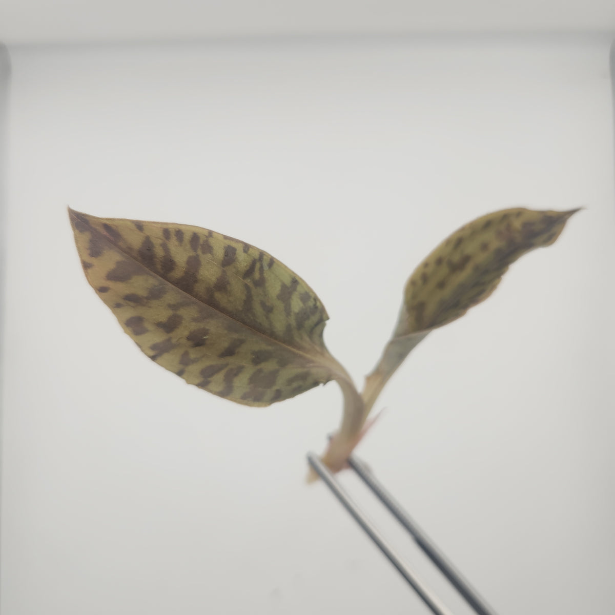 Microchilus mystacina