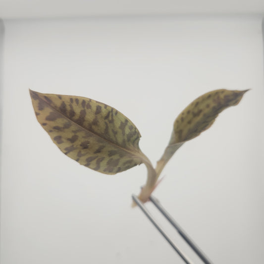 Microchilus mystacina