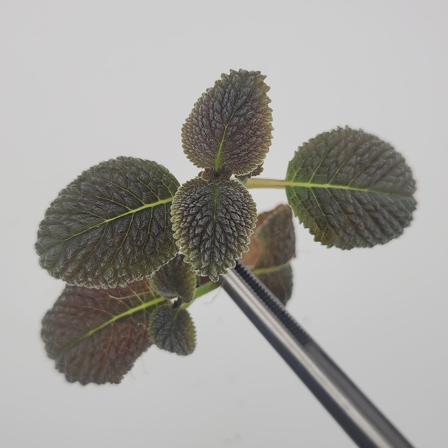 Nomopyle dodsonii