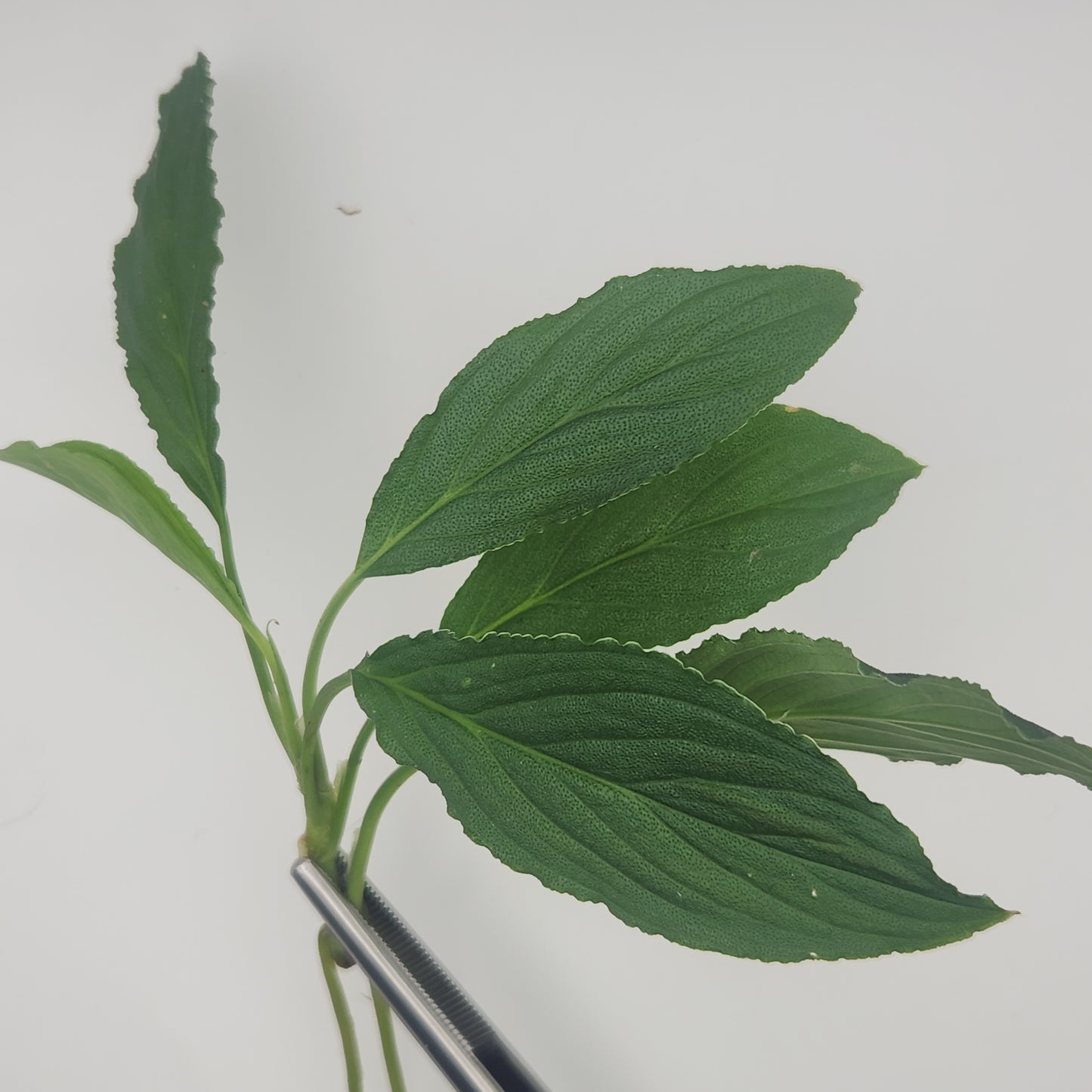 Homalomena asperifolia