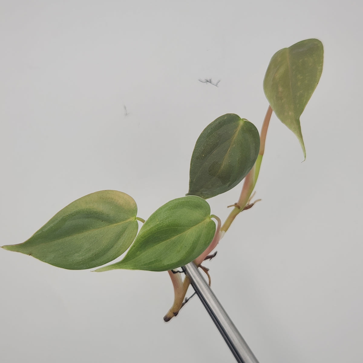 Philodendron sp. 'mini silver'