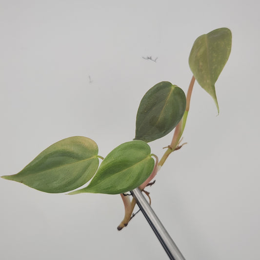 Philodendron sp. 'mini silver'