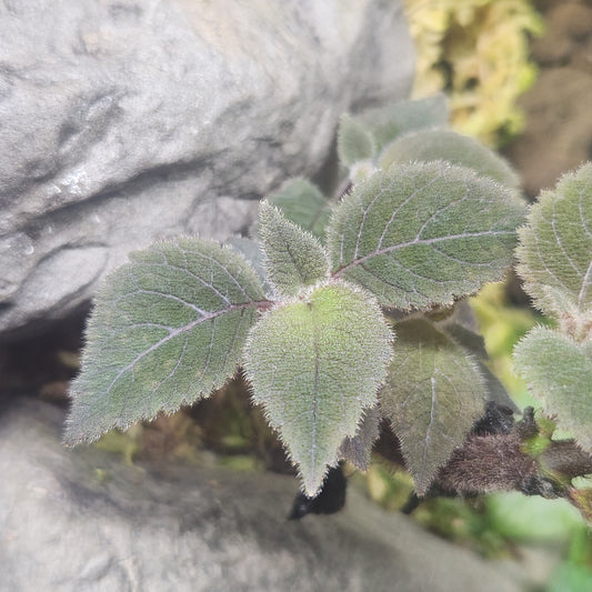 Monopyle mexiea