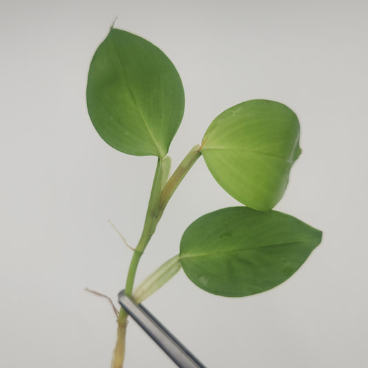 Philodendron sp. (pteromischum)