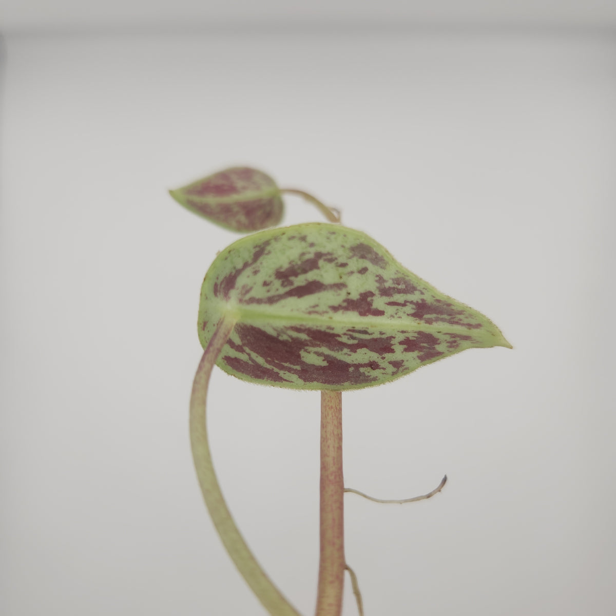 Peperomia sp.