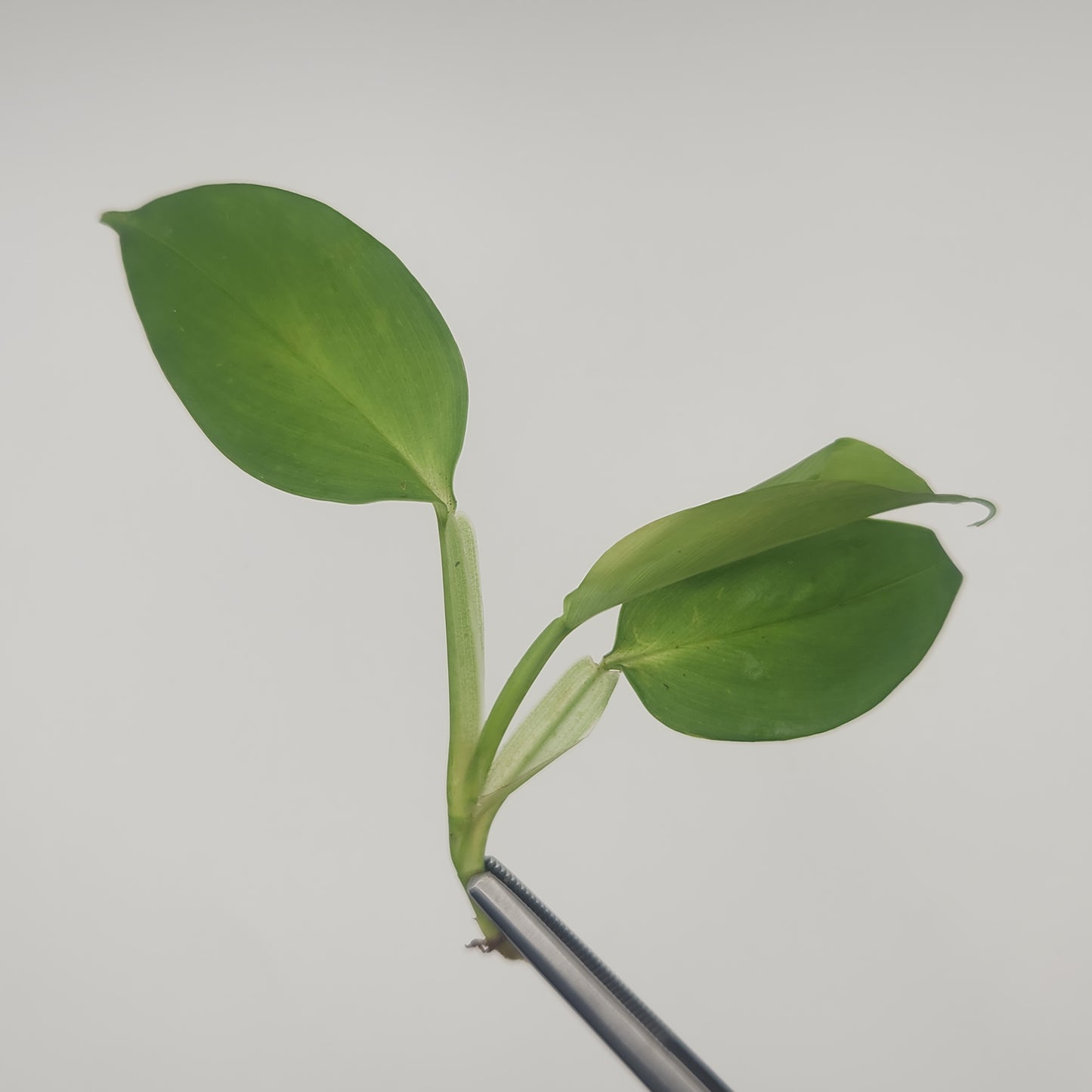 Philodendron sp. (pteromischum)