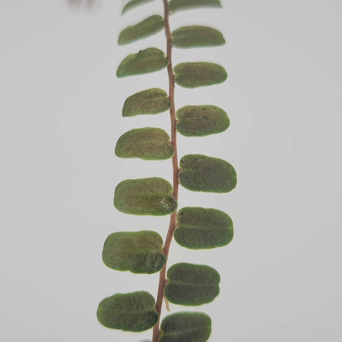 Marcgravia sp. 'Copper'