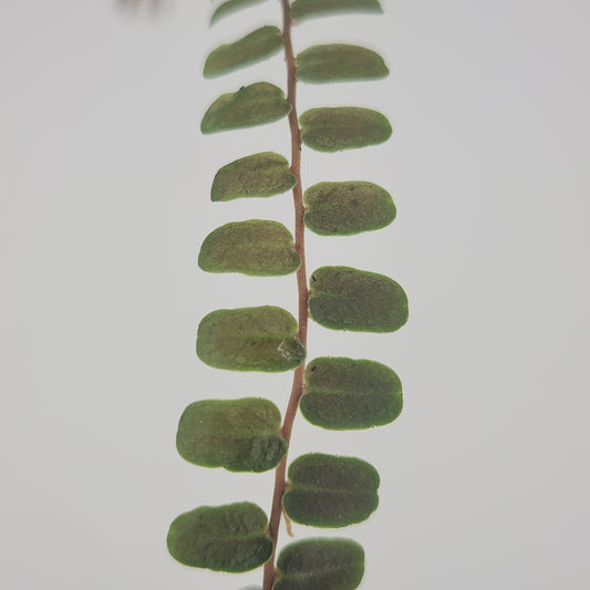 Marcgravia sp. 'Copper'